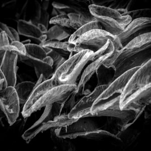 Aterciopelado natural