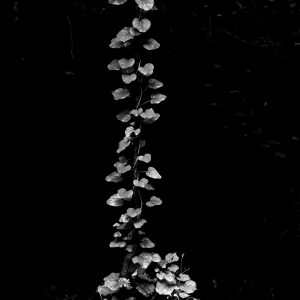 Ascendiendo en procesión