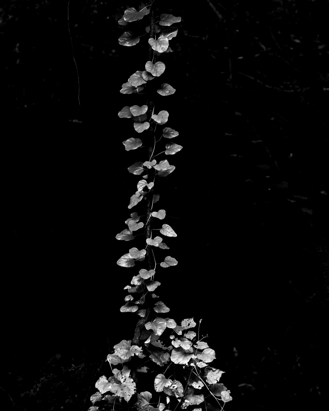 Ascendiendo en procesión