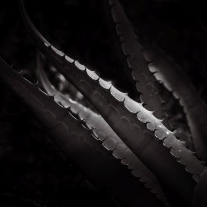 Ánimas del desierto