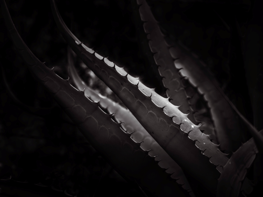 Ánimas del desierto