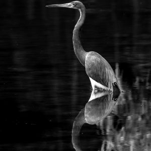 Serenidad en el río
