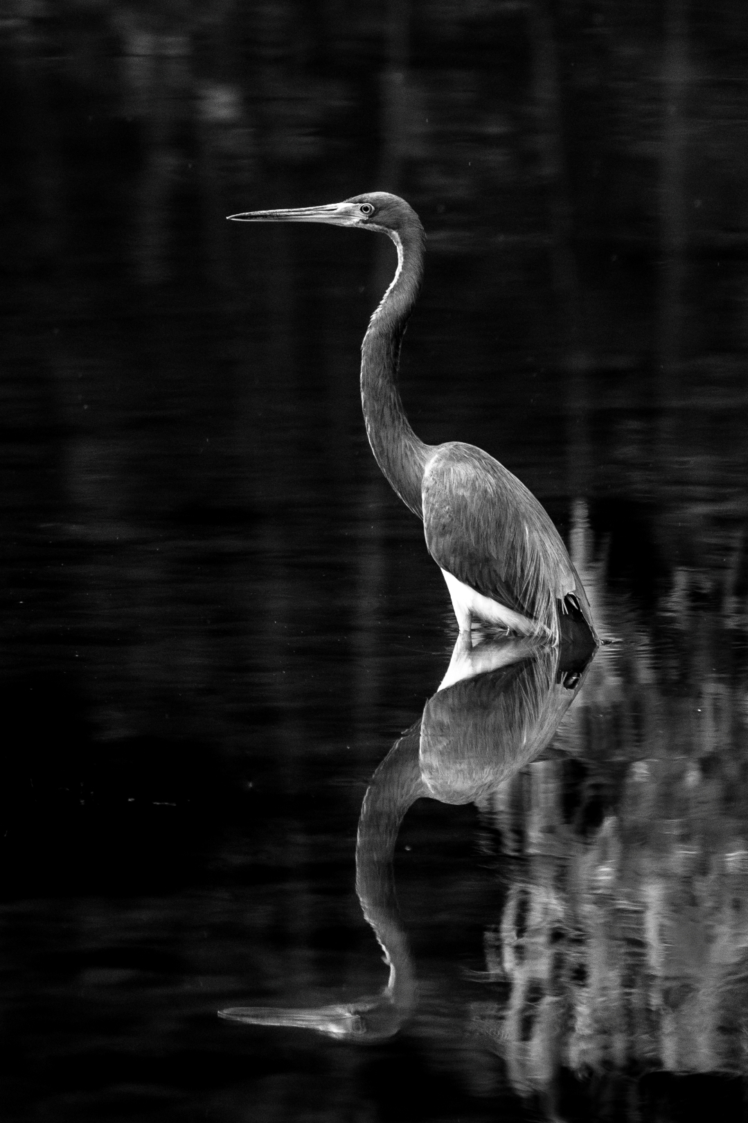 Serenidad en el río