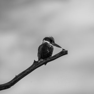 Vigilando su espacio