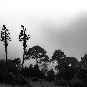 Vigilia en el bosque