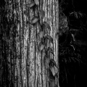 Memoria en la corteza