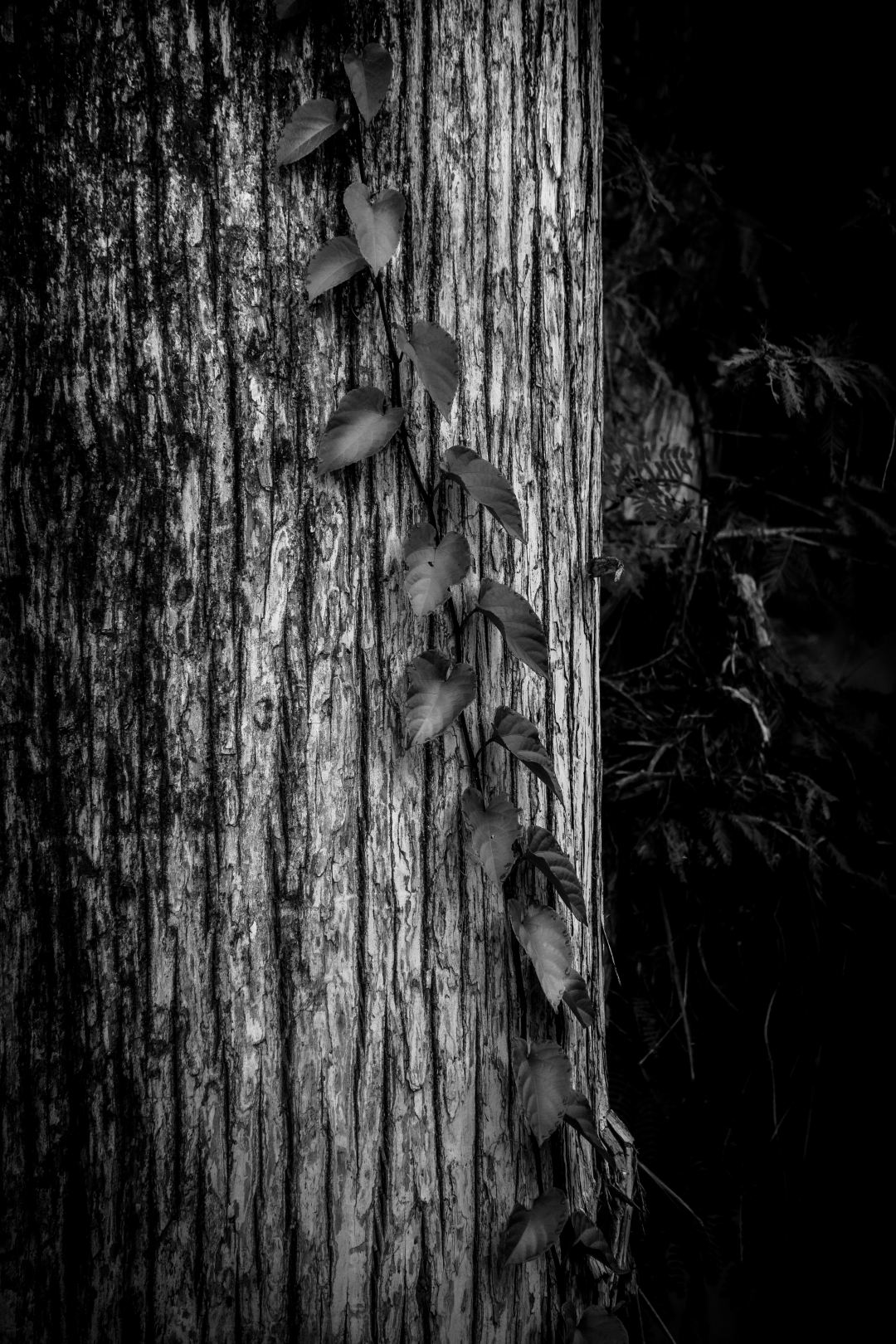 Memoria en la corteza