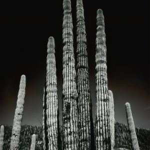 Guardianes del desierto