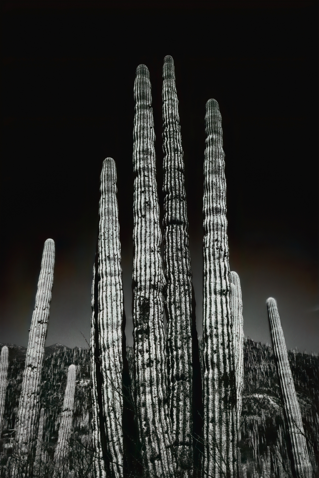 Guardianes del desierto